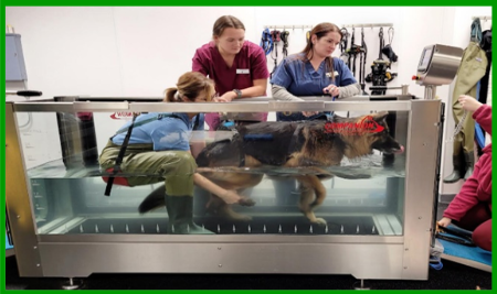 Dog being assisted by rehab expert in large tank with water to help carry dogs weight. Two others assisting.